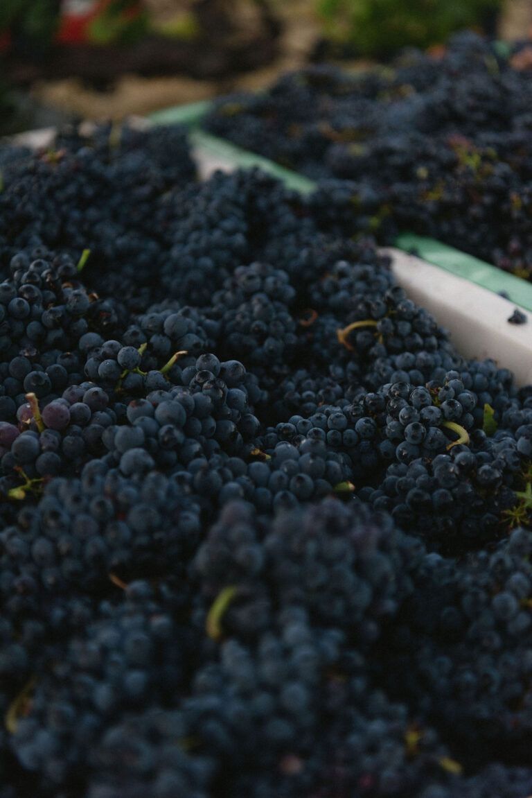 Insights Before Harvest 2025